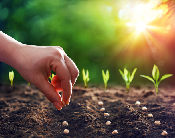Plant Nutrient